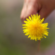 One dandelion held by a kid,s hand. Spring time wild flower.