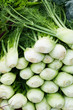 Fresh fennel bulbs at the market
