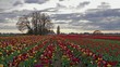 Colorful Tulips Blooming in Spring Season at Sunset Timelapse