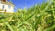 Weed trimmer working in the backyard