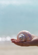 White seashell on palm with blue background