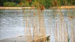 Schilf und Bootssteg am See