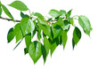 Green poplar leaves isolated