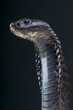 Photo: Morrocan Cobra / Naja legionis Morrocan Cobra / Naja legionis