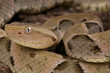 Photo: Brazilian Lancehead / Bothrops moojeni Brazilian Lancehead / Bothrops moojeni