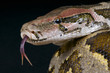 Indian rock python / Python molurus