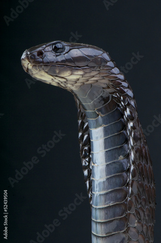 Photo: Morrocan Cobra / Naja legionis Morrocan Cobra / Naja legionis