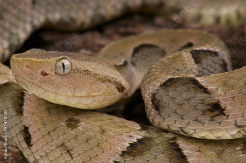 Photo: Brazilian Lancehead / Bothrops moojeni Brazilian Lancehead / Bothrops moojeni