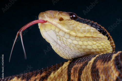 Photo: Bushmaster / Lachesis muta Bushmaster / Lachesis muta