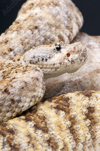 Photo: Rock rattlesnake / Crotalus mitchellii pyrrhus Rock rattlesnake / Crotalus mitchellii pyrrhus