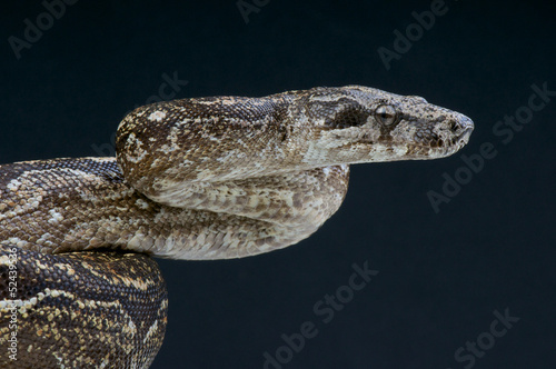 Photo: Argentine boa / Boa constrictor occidentalis Argentine boa / Boa constrictor occidentalis