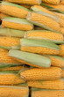 Photo: Fresh sweet corn in market Fresh sweet corn in market