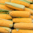 Photo: Fresh sweet corn in market Fresh sweet corn in market