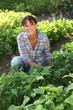 Photo: Woman in a vegetable patch Woman in a vegetable patch