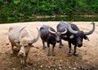 white buffalo