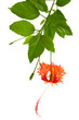 Photo: fleur d'hibiscus sur fond blanc fleur d'hibiscus sur fond blanc