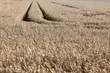 Hayfield