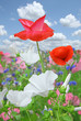 gazon fleuri coquelicot