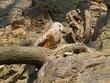 Photo: Red kite - Milvus Milvus Red kite - Milvus Milvus