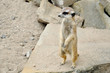 Suricate