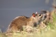 Ratte