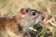 Ratte