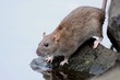 Ratte
