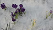 various color saffron crocus flower blooms snow spring