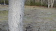 man whiting pear fruit tree trunk bark garden first spring works