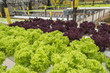 Vegetables hydroponics garden