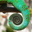 Foto: queue de caméléon queue de caméléon