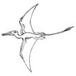pterodactyl