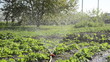 sprinkler pour plants in garden