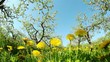 dandelions in the apple orchard, shooting at fisheye