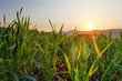 Green wheat field
