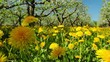 dandelions, shooting slider, macro