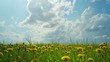 dandelions, shooting timelapse slider