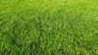 green grass
