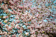 Magnolien