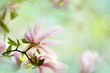 Photo: Magnolien Magnolien