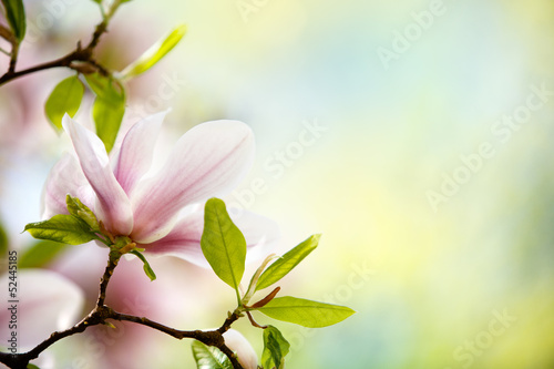 Photo: Magnolien Magnolien