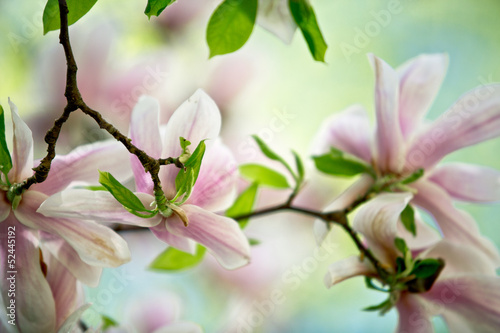 Photo: Magnolien Magnolien
