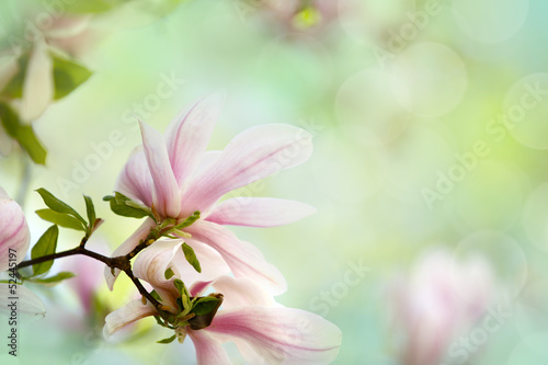 Photo: Magnolien Magnolien