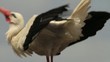 Video: Klappernder Storch Klappernder Storch