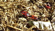 Video: Two bugs creep on a dry grass Two bugs creep on a dry grass