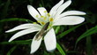 White flower with an insect and song of forest