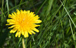 Blooming dandelion
