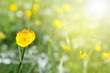 Photo: Yellow spring flowers Yellow spring flowers