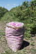 Plantation crops roses