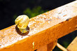 Snail crawls after rain in the yard